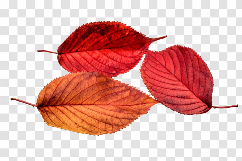 Autumn Leaf Color - Red - Young Leaves Transparent PNG