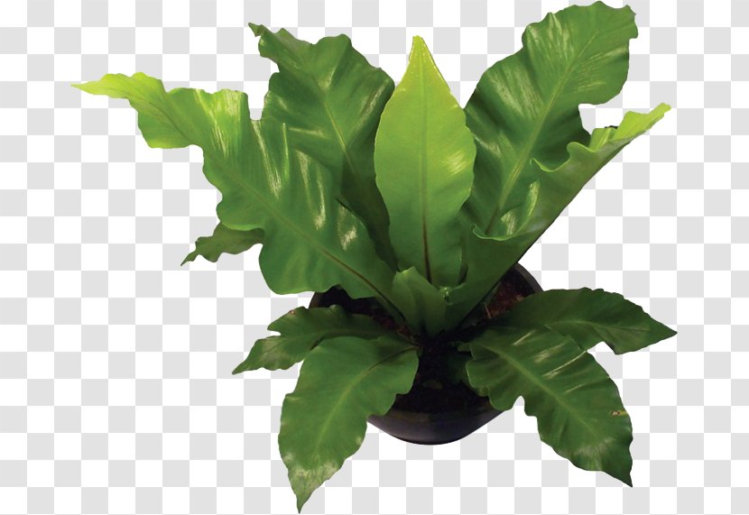 Plant Leaf Asplenium Nidus Burknar Cut Flowers - Monstera Transparent PNG