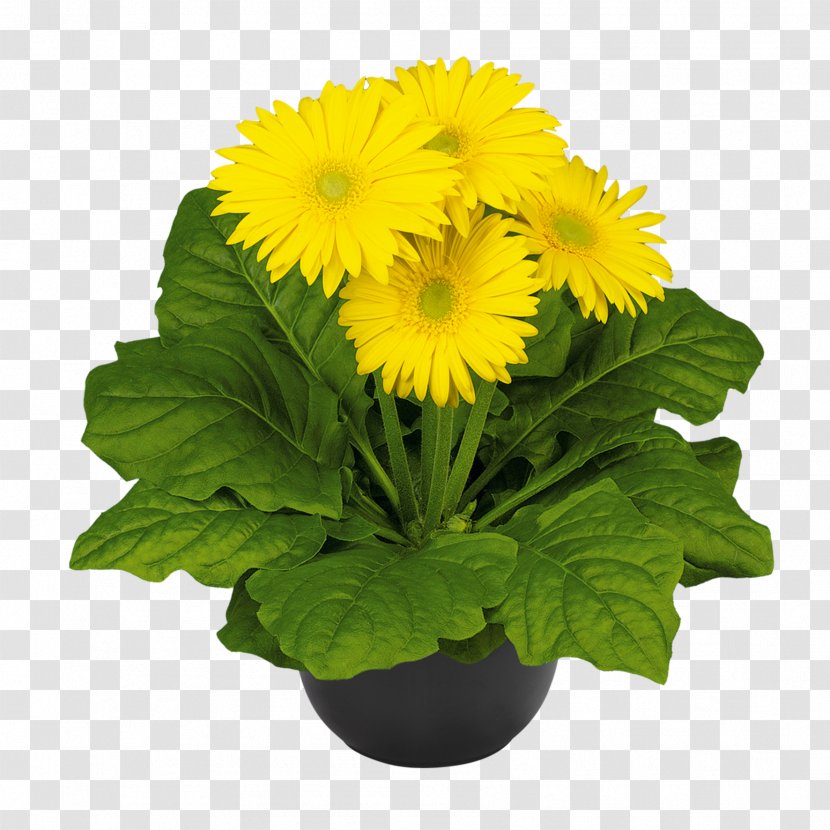 Transvaal Daisy Chrysanthemum Cut Flowers Plant Carnation Transparent PNG