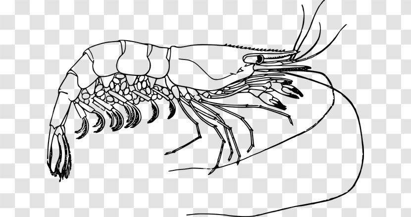 Prawn Drawing Clip Art - Invertebrate - Crevette Transparent PNG