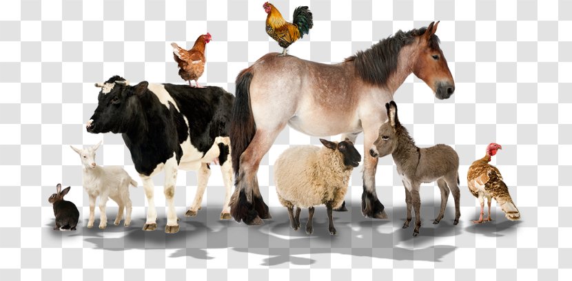 Farm Sheep Livestock Animal Nutsdier - Veterinarian Transparent PNG