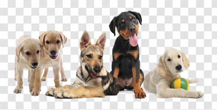 Puppy Dog Training Obedience Trial - Kindergarten Transparent PNG