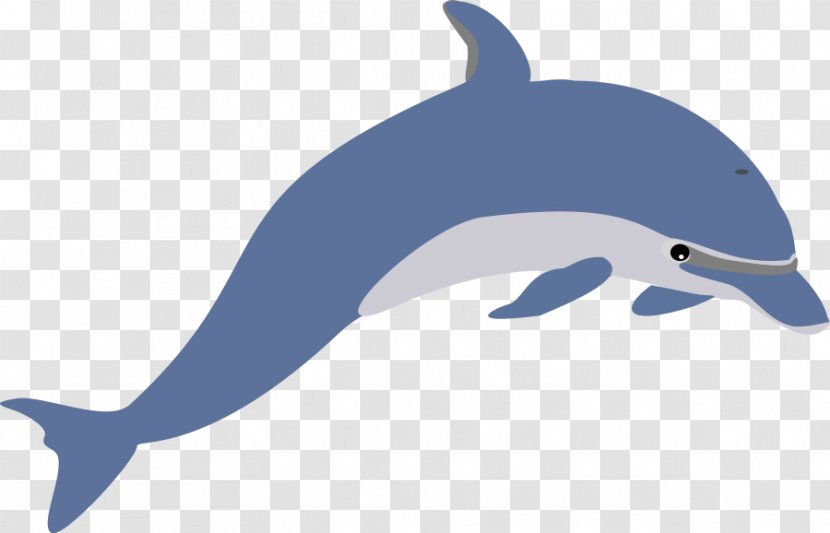 Dolphin Free Content Clip Art - Rough Toothed - Cartoon Images Transparent PNG
