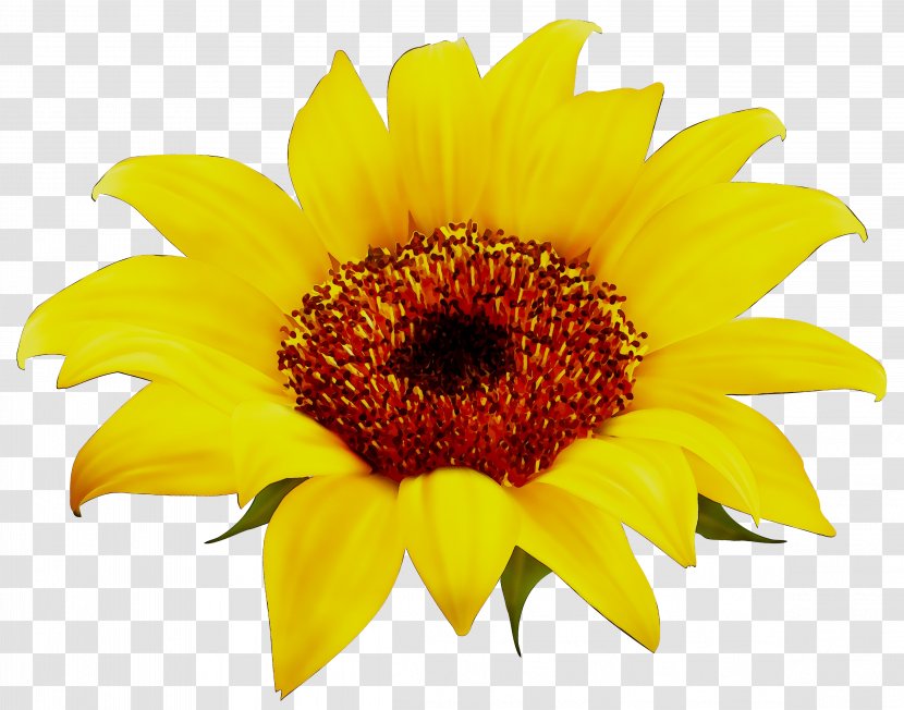 Stock Photography Image Desktop Wallpaper Sunflower - 2018 - Yellow Transparent PNG