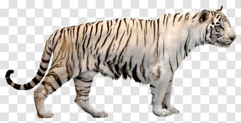 Tiger Cat Stock Photography Transparent PNG