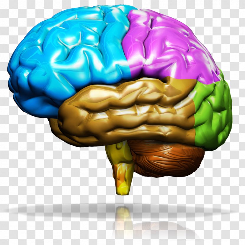 Human Brain The Neverland - Cartoon Transparent PNG