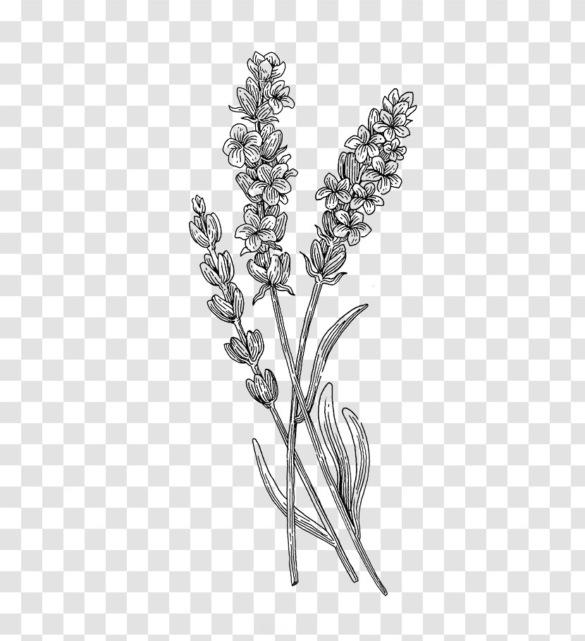 Twig Botanical Illustration Botany Plant Drawing - Bud Transparent PNG