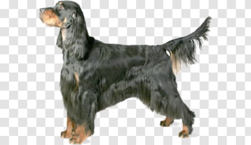 Gordon Setter Irish Red And White English Water Spaniel - Kennel Club Transparent PNG