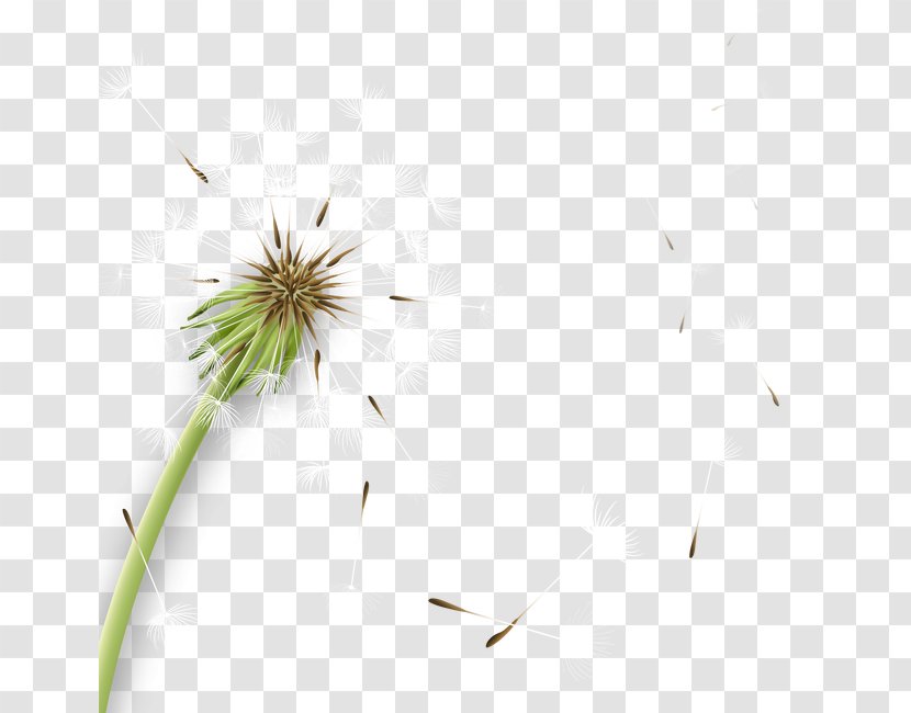 Common Dandelion Icon - Grass Transparent PNG