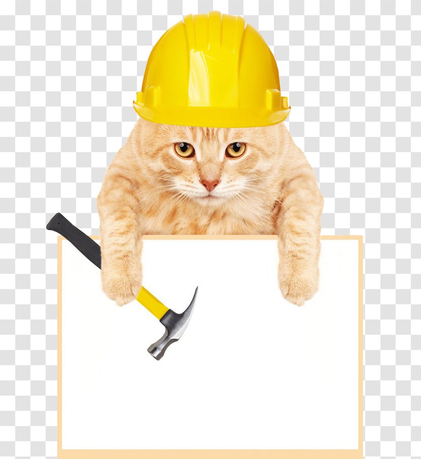 Dogu2013cat Relationship Kitten Stock Photography - Construction Worker - Engineer Transparent PNG