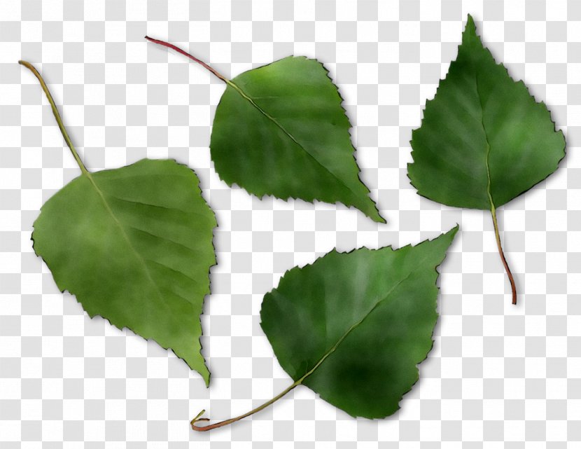 Leaf Plant Stem - Ivy Transparent PNG