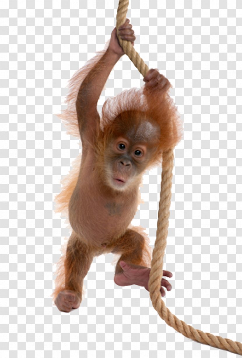 Sumatran Orangutan Bornean Ape Monkey - Stock Photography - Little Baby Transparent PNG