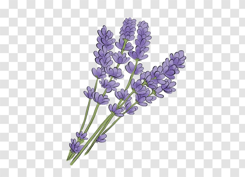 Lavender - Flower - Lilac Lavandula Dentata Transparent PNG