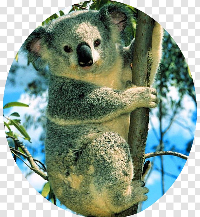 Koala Polar Bear Cuteness Desktop Wallpaper - Fauna - Marsupial Transparent PNG