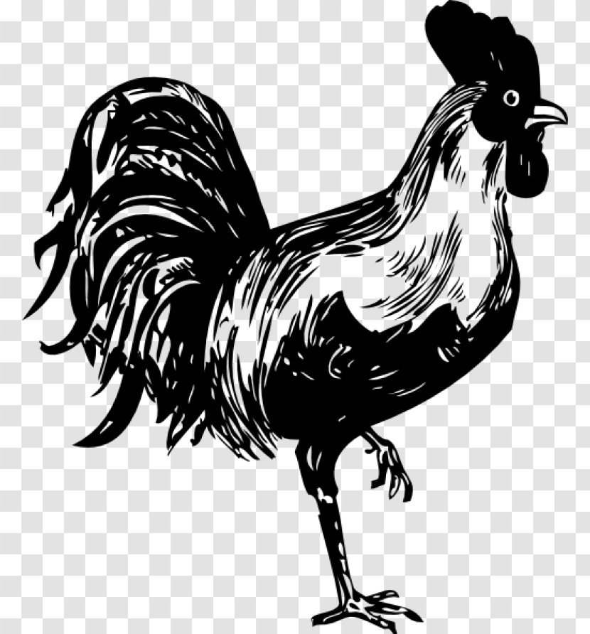 Bird Drawing - Rooster - Feather Blackandwhite Transparent PNG