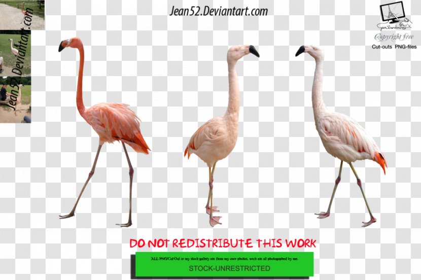 Flamingos Bird Download Animal DeviantArt Transparent PNG