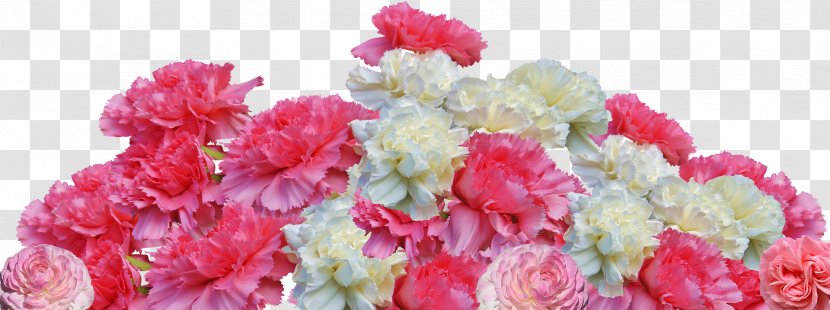 Carnation Sabrina's Flowers Muskoka Retro Friendship - Floral Design - Tulip Transparent PNG