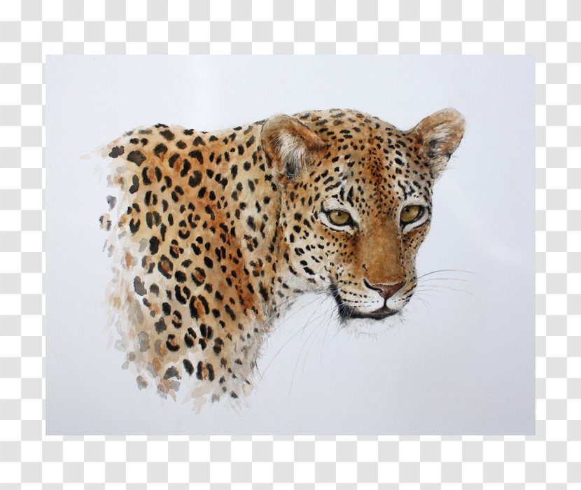 Leopard Jaguar Cheetah Whiskers Snout - Organism Transparent PNG