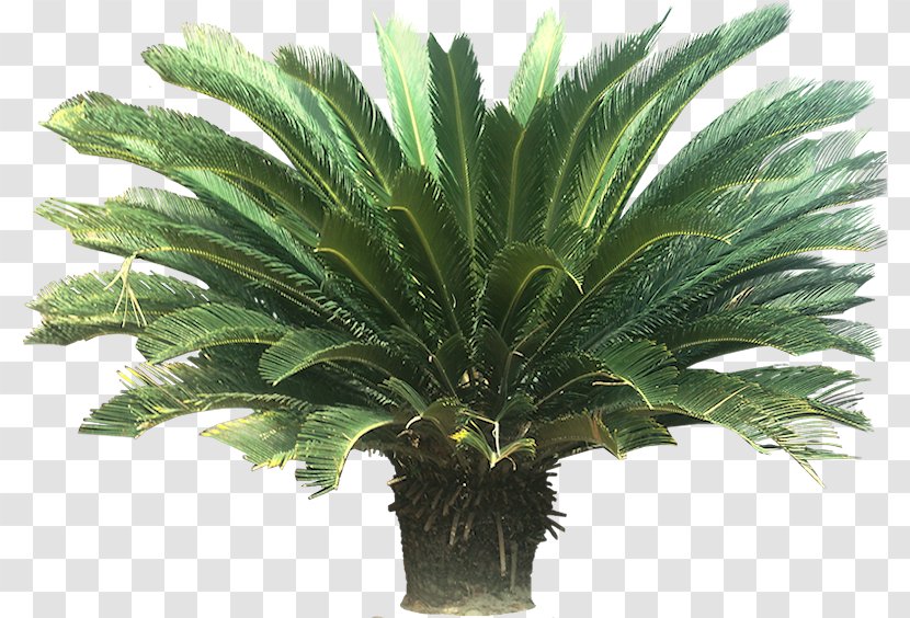 Cycad Sago Palm Houseplant Arecaceae - Garden - Tropical Transparent PNG