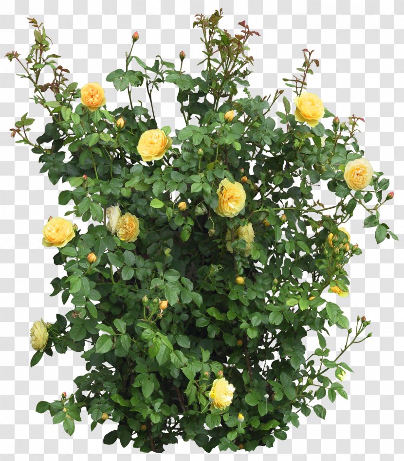 Shrub Tree Plant Flower - Rose Family - GARDEN Transparent PNG