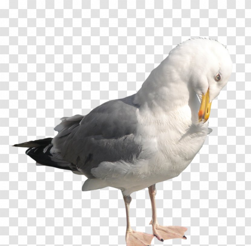 Bird Common Gull - Seabird Transparent PNG