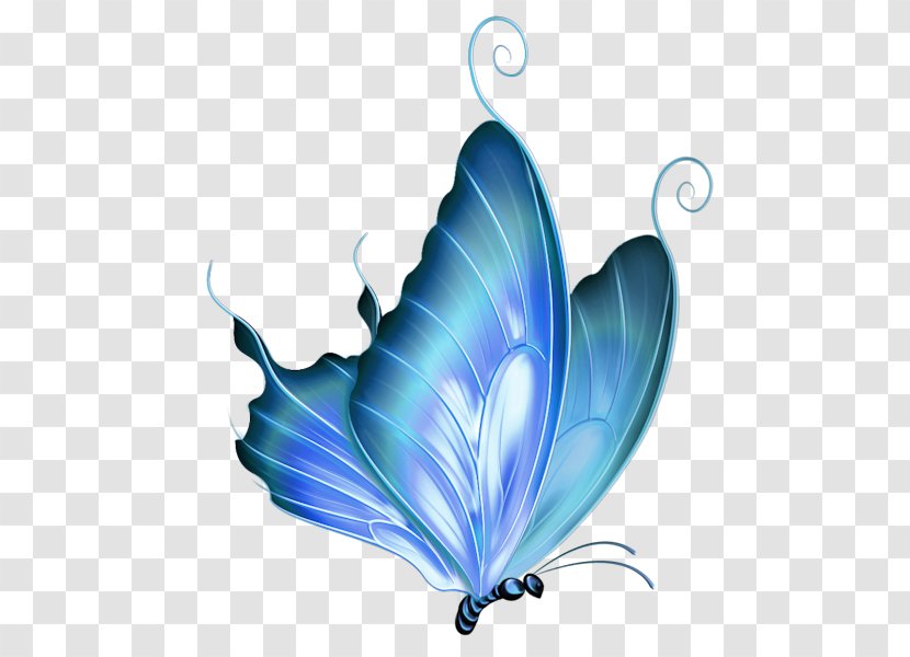 Butterfly Drawing Clip Art - Insect Transparent PNG