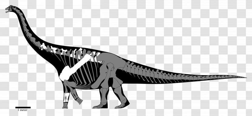 Opisthocoelicaudia Spinosaurus Diamantinasaurus Yongjinglong Saltasaurus - Velociraptor - Skeleton Transparent PNG