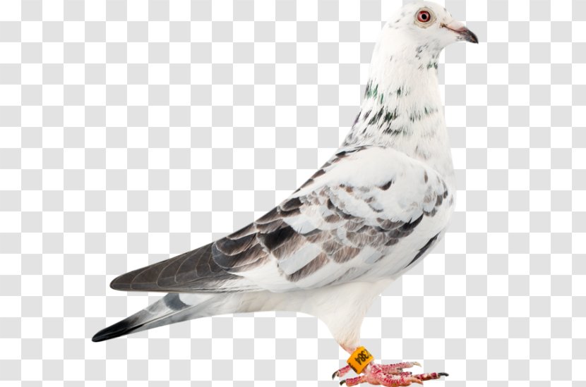 Racing Homer Columbidae Bird Loft Pigeon Transparent PNG