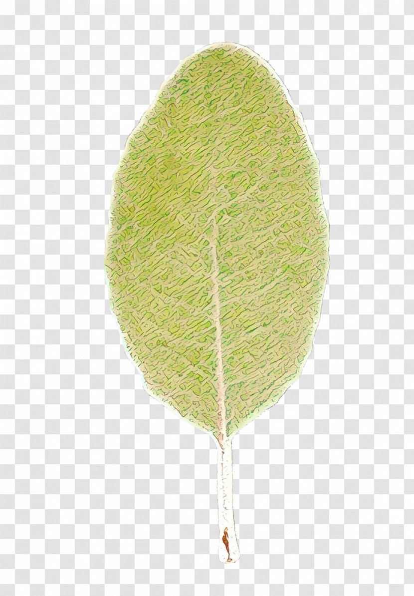 Tree Leaf - Feather Transparent PNG