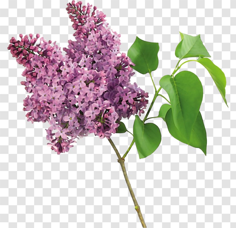 Lilac Tree Shrub Garden - Information Transparent PNG