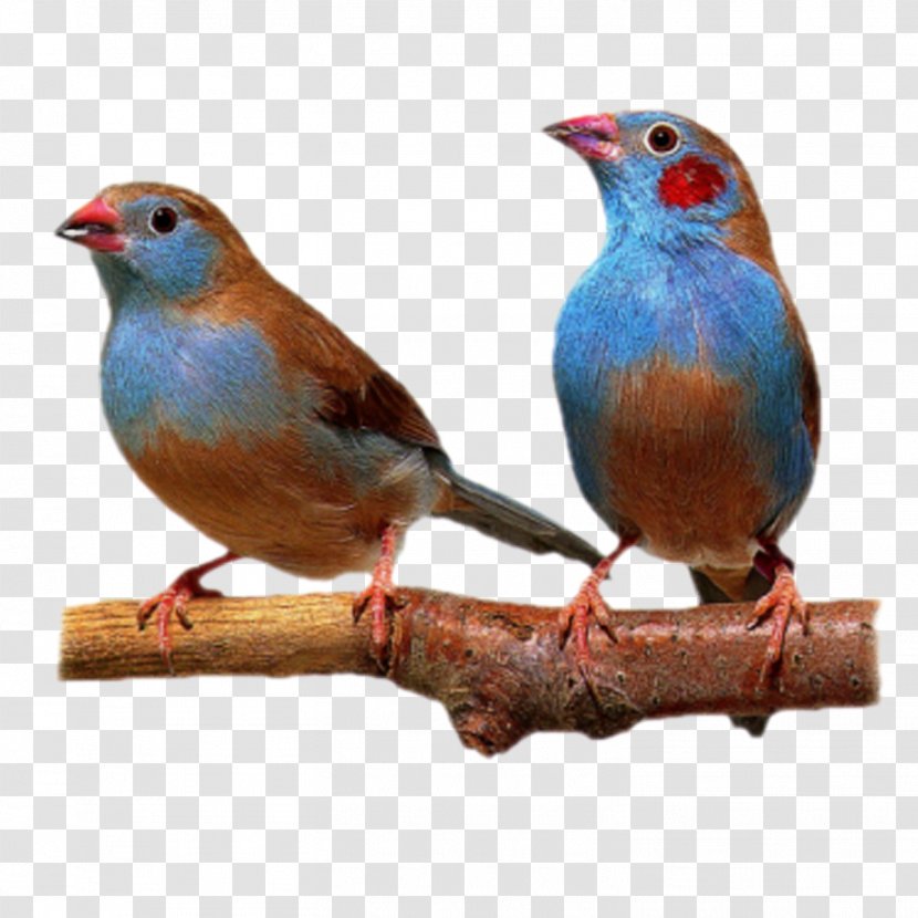 Bird Finch American Sparrows - Songbird Transparent PNG