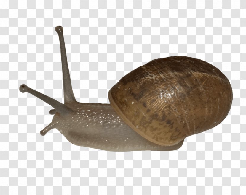 Snail DeviantArt Photography - Art - Snails Transparent PNG