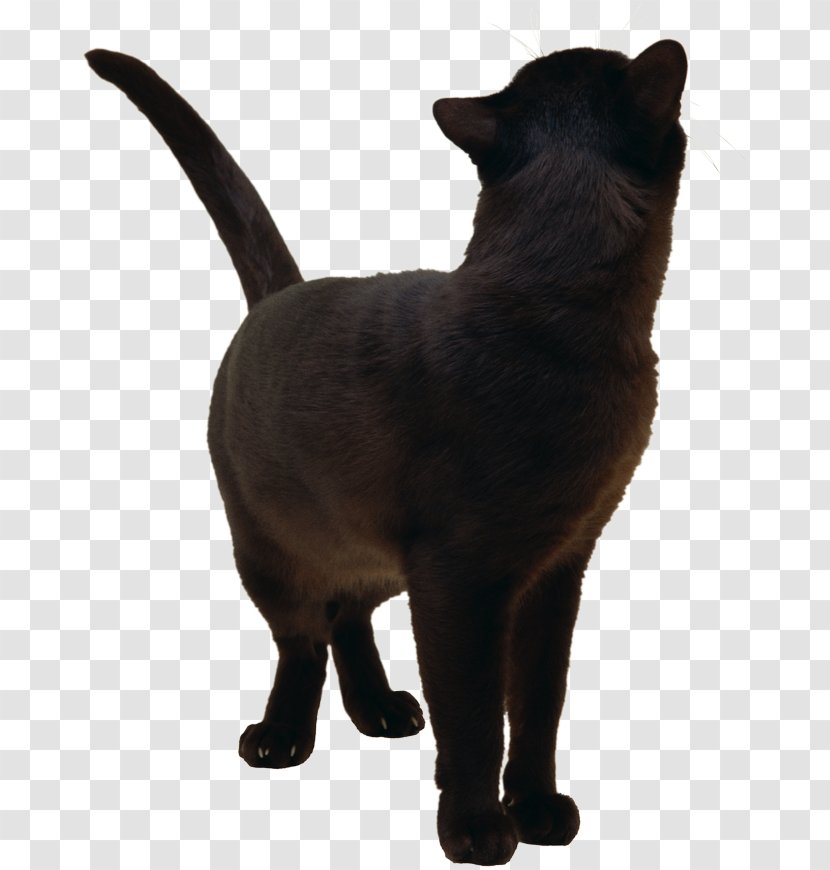 Black Cat Burmese Bombay Havana Brown Korat - Kitten Transparent PNG