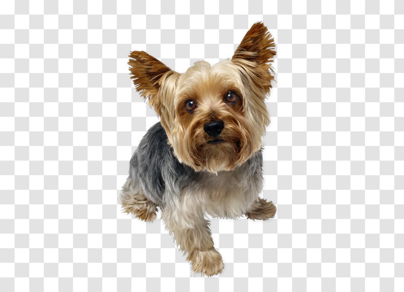 Yorkshire Terrier Pet Sitting Puppy Smooth Collie Cat Transparent PNG