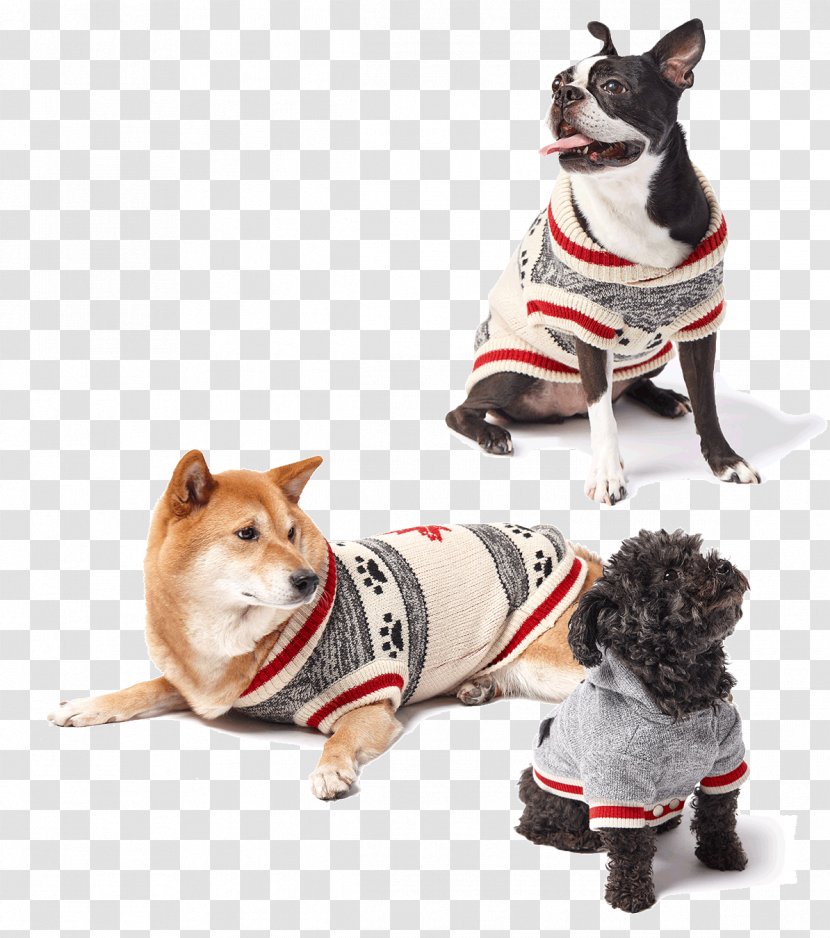 French Bulldog - Dog Clothes - Companion Collar Transparent PNG