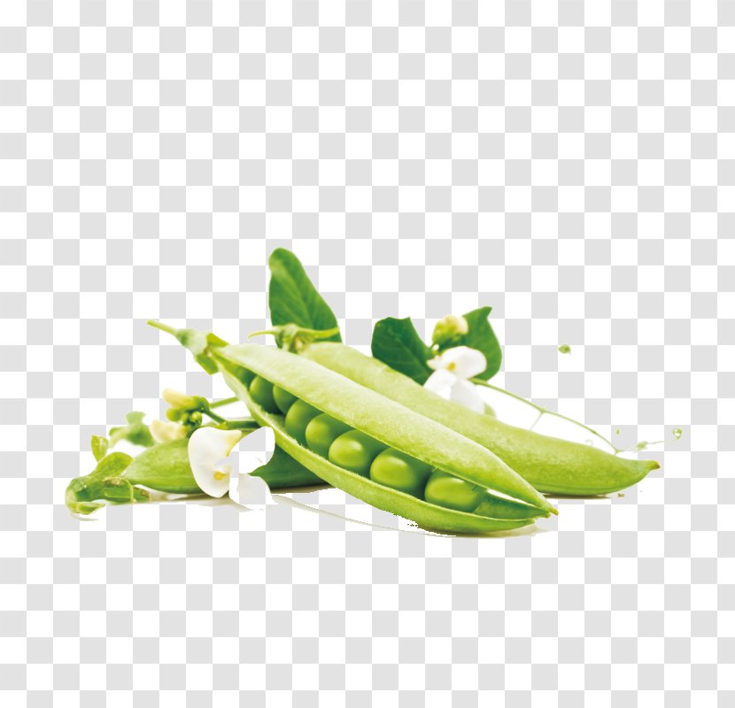 Pea Green Bean Vegetable Food - Cucumber Transparent PNG