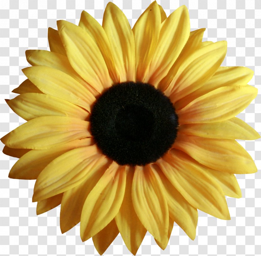 Flower Yellow Petal - Sunflower Seed Transparent PNG