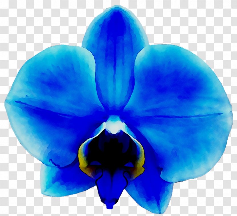 Orchids Clip Art Vanda Coerulea Blue - Flower Transparent PNG