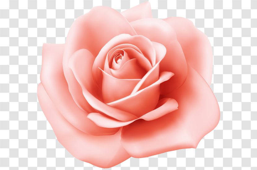 Garden Roses Cabbage Rose Floribunda China Clip Art - Flower Transparent PNG