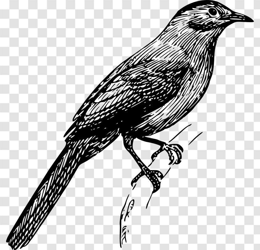 Drawing Clip Art - Crow - Bird Transparent PNG