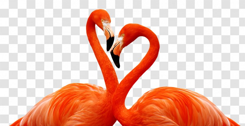 Flamingo - Post Cards - Water Bird Greater Transparent PNG