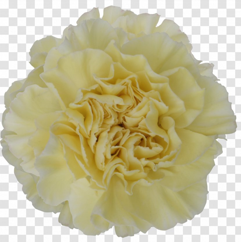 Carnation Cut Flowers Yellow Color - Flower - Mother 's Day Carnations Transparent PNG