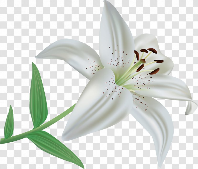 Flower Lilium Candidum Polyphyllum Clip Art - Color - Lotus Transparent PNG