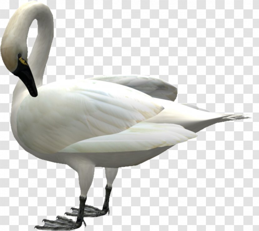 Swan Bird Icon - Domestic Goose - Down Transparent PNG