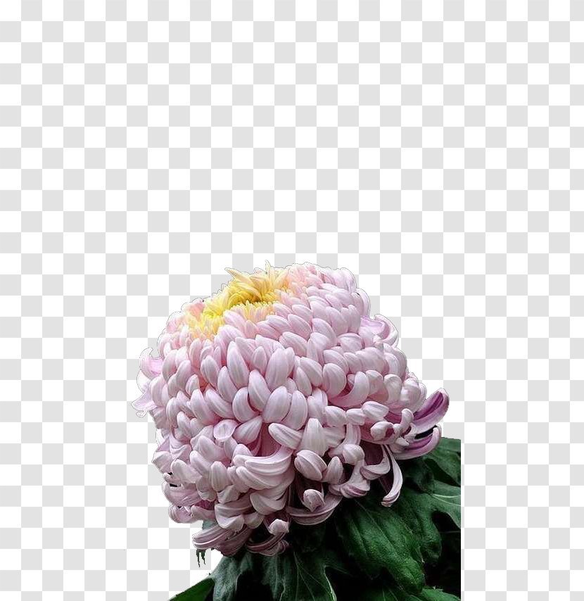 Chrysanthemum Petal Euclidean Vector - Dahlia Transparent PNG
