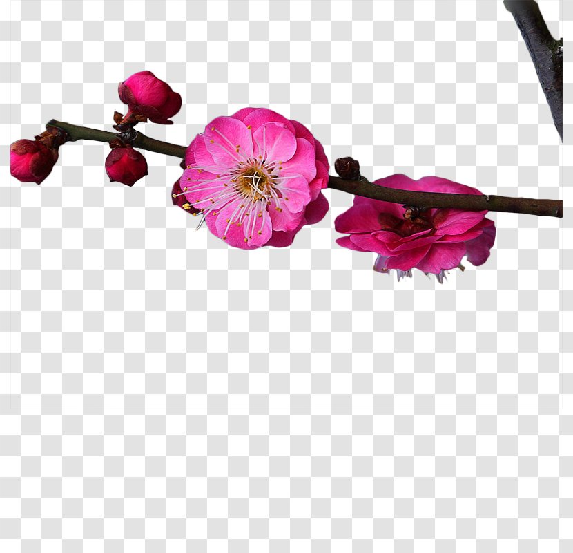 Plum Blossom Red - Twig - A Transparent PNG