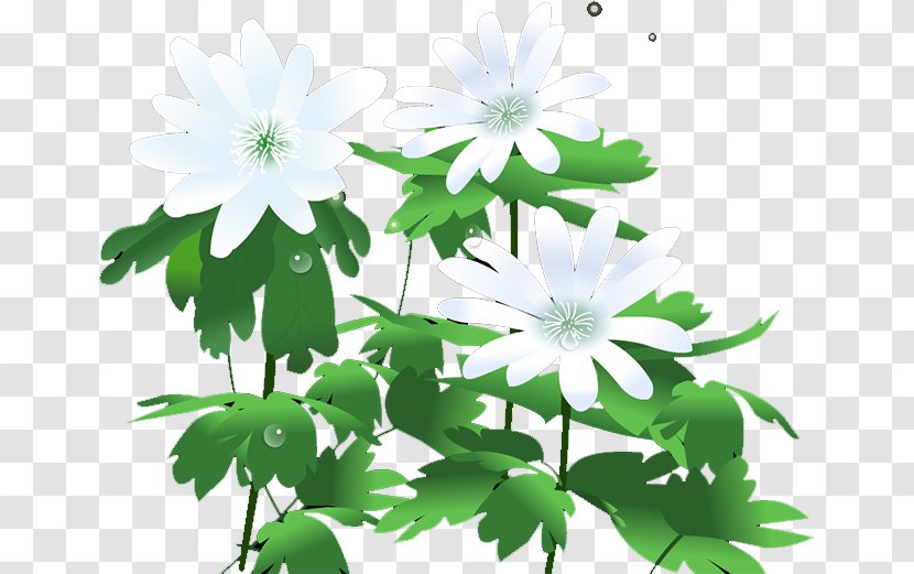 Chrysanthemum Icon - Flower Transparent PNG