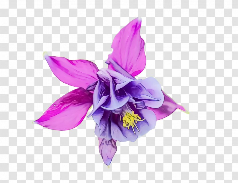 Flowering Plant Flower Violet Purple Petal - Columbine - Cattleya Dendrobium Transparent PNG