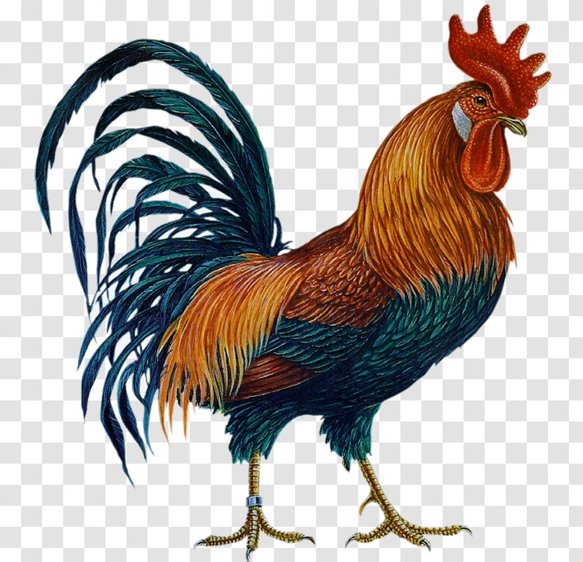 Chicken Rooster Clip Art - Phasianidae Transparent PNG