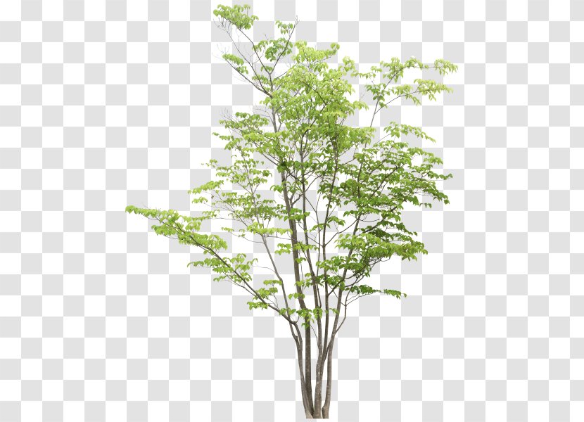 Tree Rendering Adobe Photoshop Elements - Clipping Path Transparent PNG